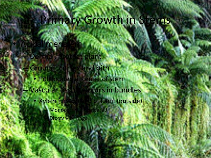 Primary Growth in Stems • Apical meristem – Dermal, protect plant – Ground, cortex