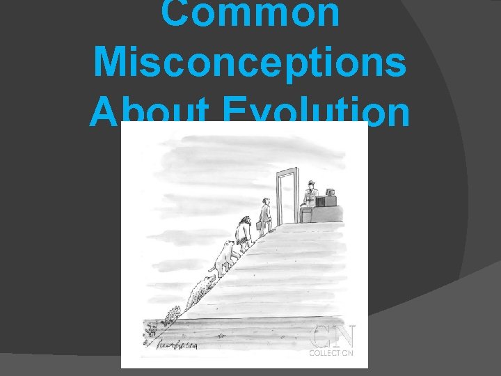 Common Misconceptions About Evolution 