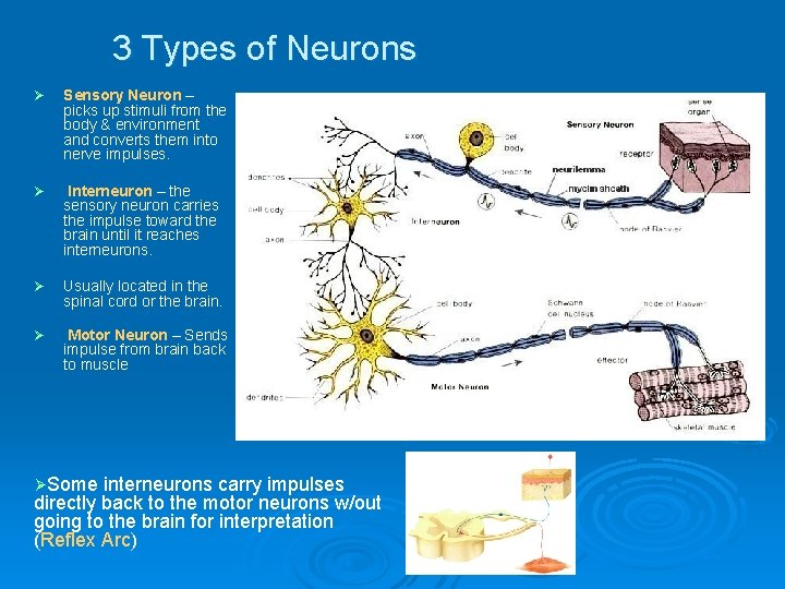 Chapter 22 The Nervous System Nervous System Function