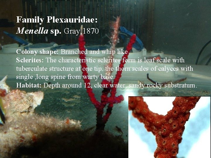 Family Plexauridae: Menella sp. Gray, 1870 Colony shape: Branched and whip like Sclerites: The