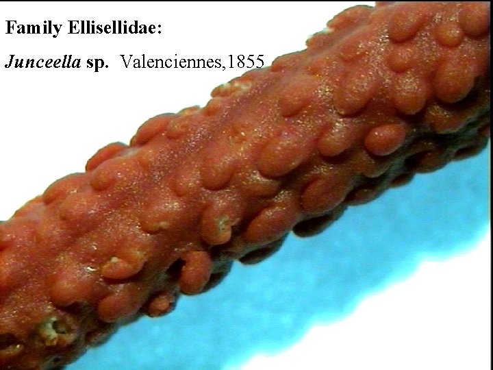 Family Ellisellidae: Junceella sp. Valenciennes, 1855 