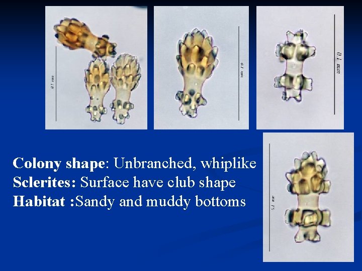 Colony shape: Unbranched, whiplike Sclerites: Surface have club shape Habitat : Sandy and muddy