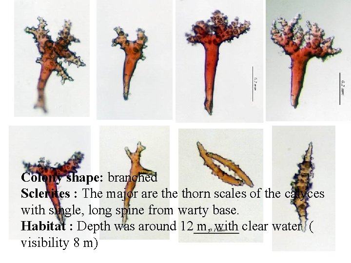 Colony shape: branched Sclerites : The major are thorn scales of the calyces with