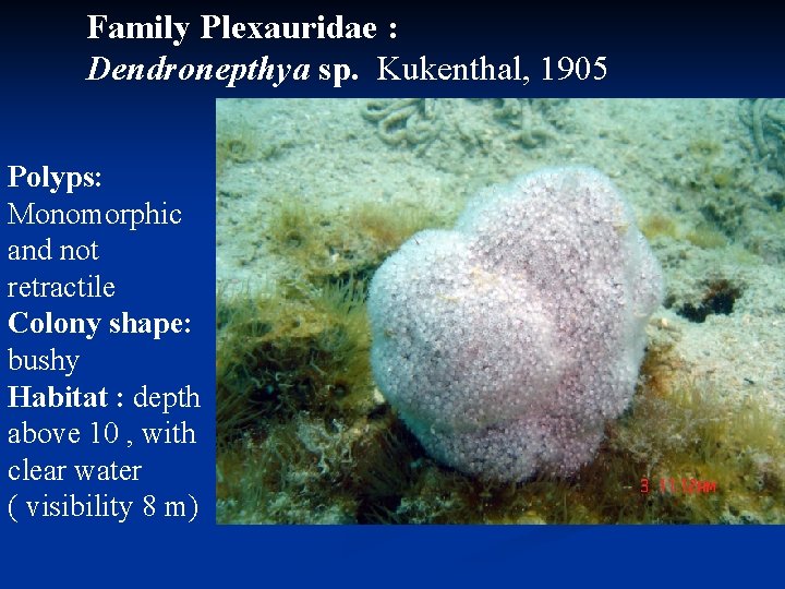 Family Plexauridae : Dendronepthya sp. Kukenthal, 1905 Polyps: Monomorphic and not retractile Colony shape: