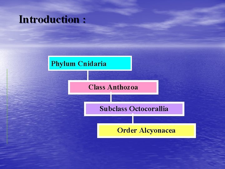 Introduction : Phylum Cnidaria Class Anthozoa Subclass Octocorallia Order Alcyonacea 