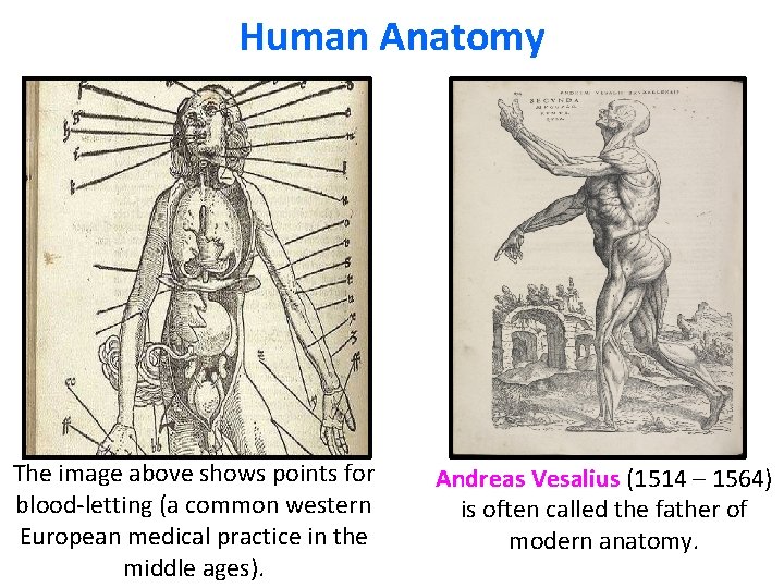 Human Anatomy The image above shows points for blood-letting (a common western European medical