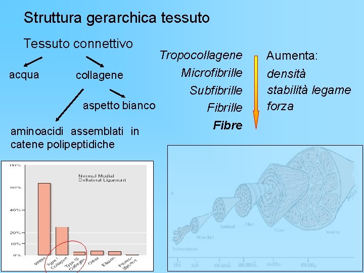 Struttura gerarchica tessuto Tessuto connettivo Tropocollagene Microfibrille acqua collagene Subfibrille aspetto bianco Fibrille Fibre