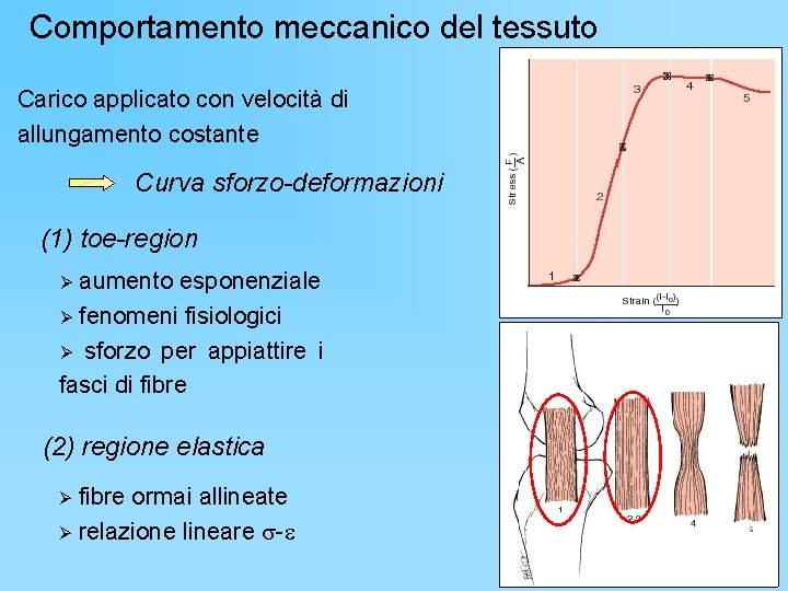 Comportamento meccanico del tessuto Carico applicato con velocità di allungamento costante Curva sforzo-deformazioni (1)