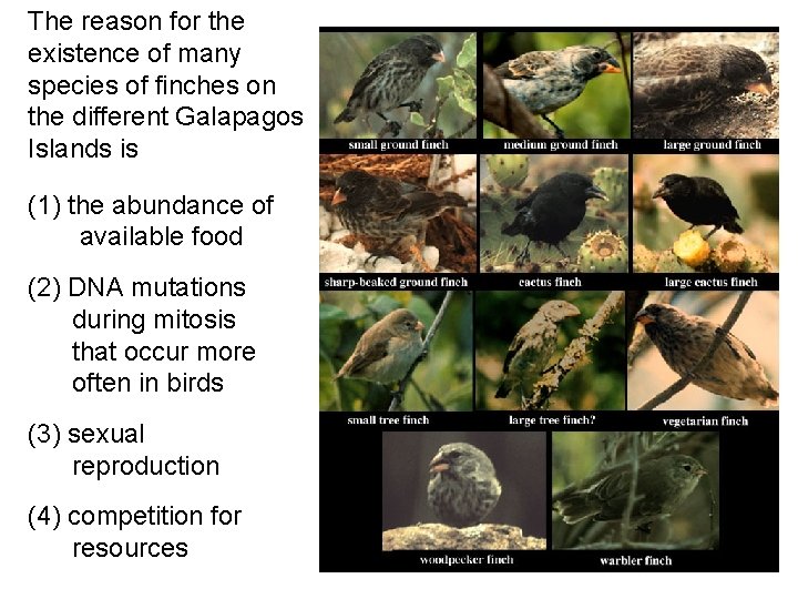 The reason for the existence of many species of finches on the different Galapagos