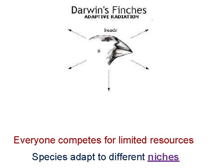 Everyone competes for limited resources Species adapt to different niches 