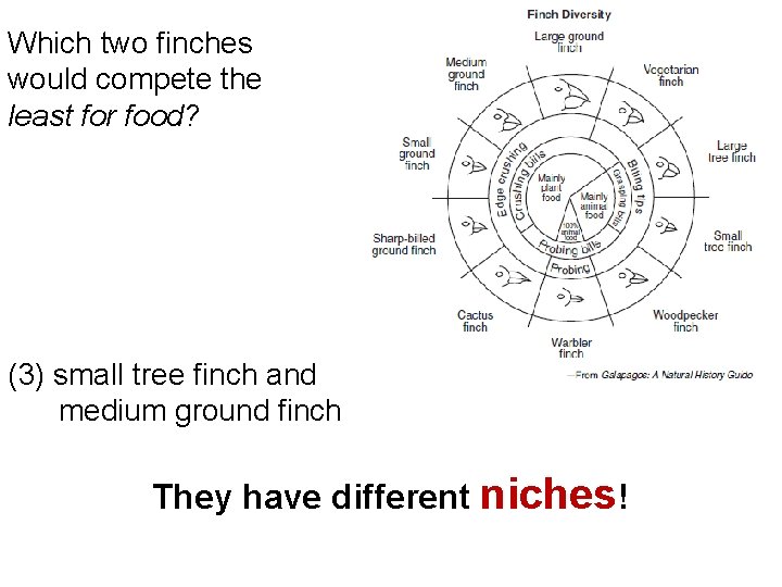 Which two finches would compete the least for food? (1) small ground finch and