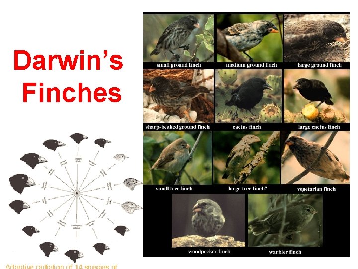 Darwin’s Finches 