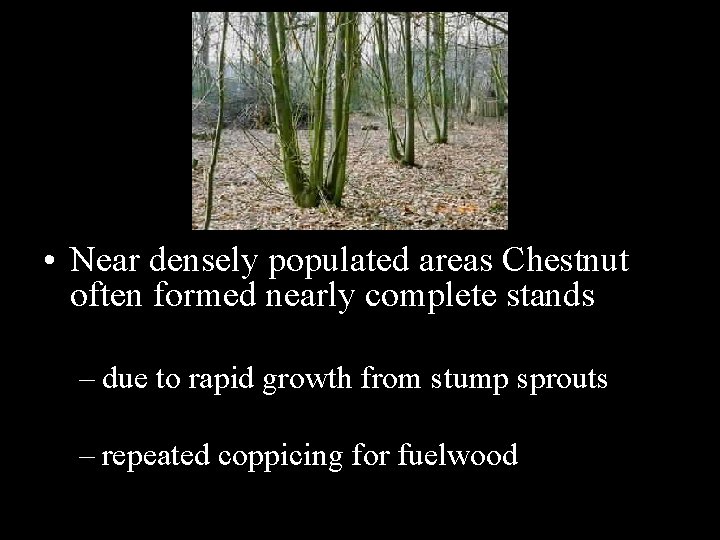  • Near densely populated areas Chestnut often formed nearly complete stands – due