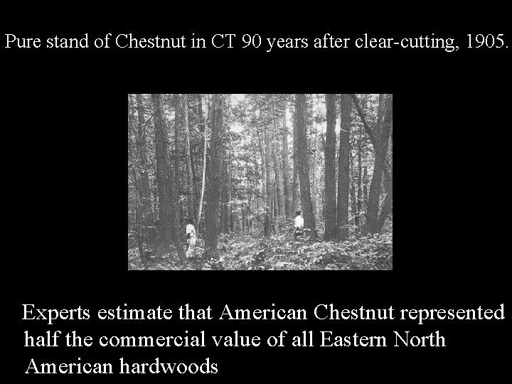 Pure stand of Chestnut in CT 90 years after clear-cutting, 1905. Experts estimate that