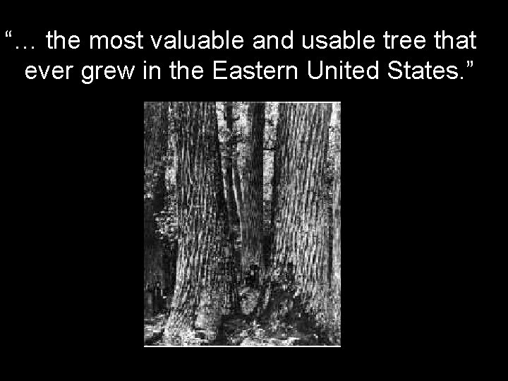 “… the most valuable and usable tree that ever grew in the Eastern United