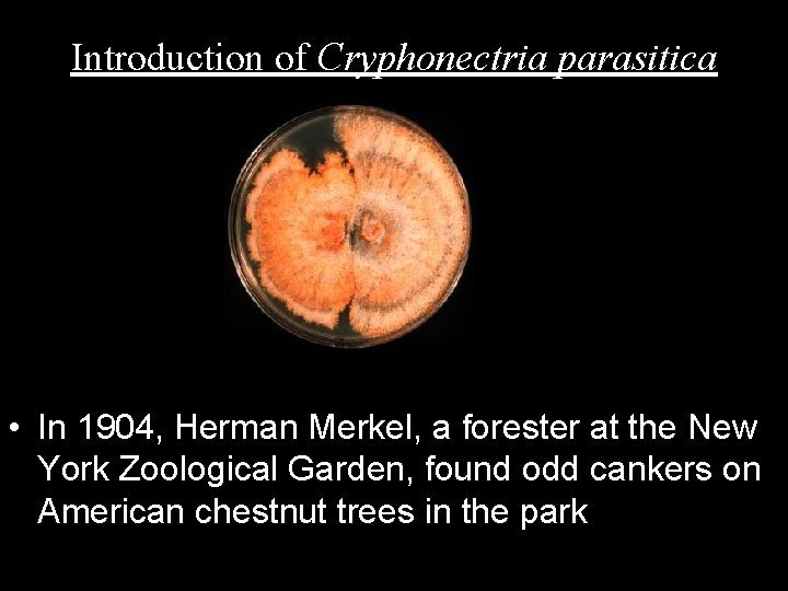 Introduction of Cryphonectria parasitica • In 1904, Herman Merkel, a forester at the New