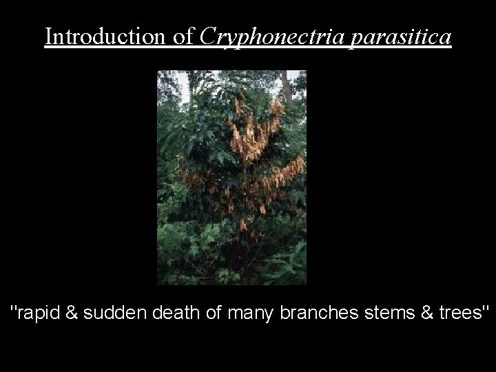 Introduction of Cryphonectria parasitica "rapid & sudden death of many branches stems & trees"