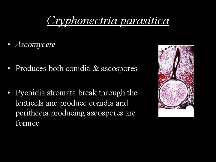 Cryphonectria parasitica • Ascomycete • Produces both conidia & ascospores • Pycnidia stromata break