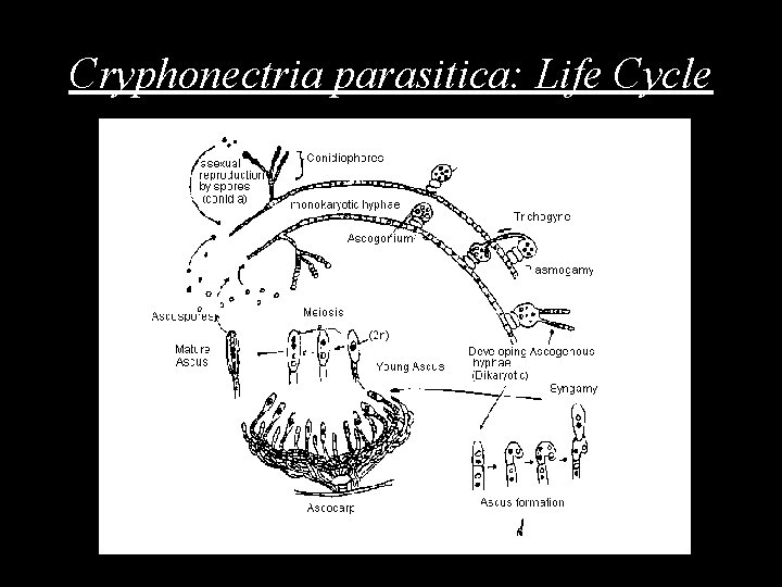 Cryphonectria parasitica: Life Cycle 