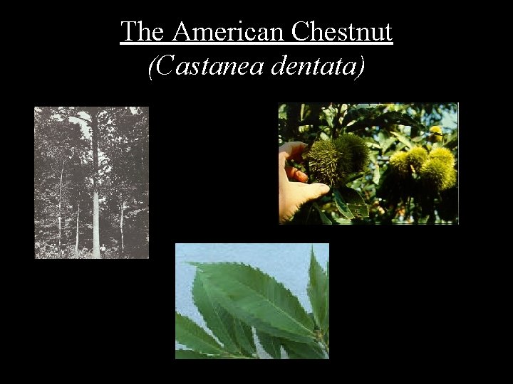 The American Chestnut (Castanea dentata) 