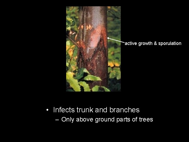 active growth & sporulation • Infects trunk and branches – Only above ground parts