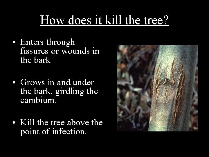 How does it kill the tree? • Enters through fissures or wounds in the