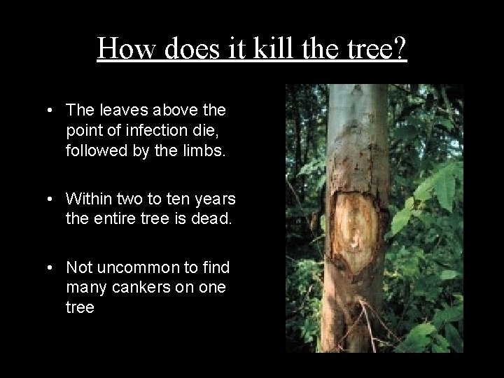 How does it kill the tree? • The leaves above the point of infection