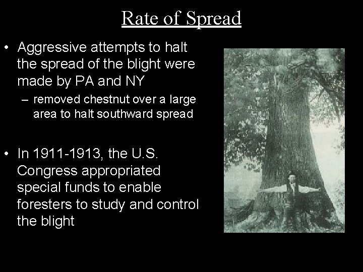 Rate of Spread • Aggressive attempts to halt the spread of the blight were