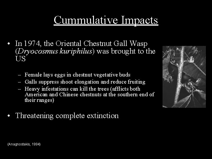Cummulative Impacts • In 1974, the Oriental Chestnut Gall Wasp (Dryocosmus kuriphilus) was brought
