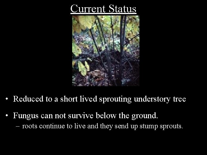 Current Status • Reduced to a short lived sprouting understory tree • Fungus can