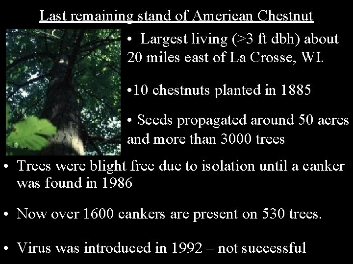 Last remaining stand of American Chestnut • Largest living (>3 ft dbh) about 20