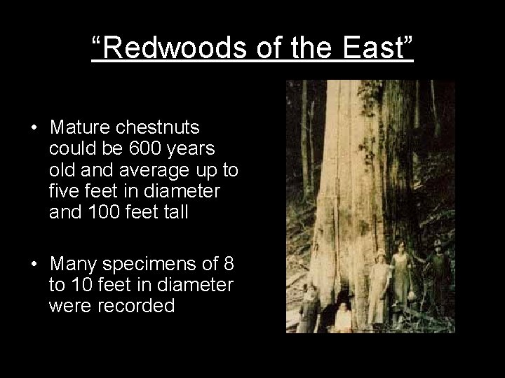 “Redwoods of the East” • Mature chestnuts could be 600 years old and average