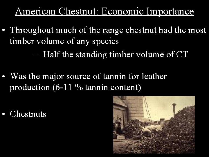 American Chestnut: Economic Importance • Throughout much of the range chestnut had the most