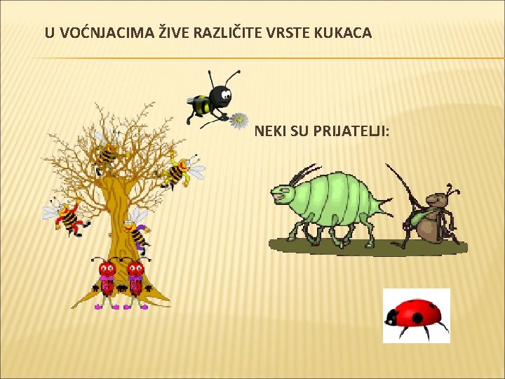 U VOĆNJACIMA ŽIVE RAZLIČITE VRSTE KUKACA NEKI SU PRIJATELJI: 