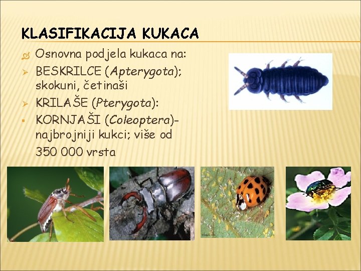 KLASIFIKACIJA KUKACA Ø Ø § Osnovna podjela kukaca na: BESKRILCE (Apterygota); skokuni, četinaši KRILAŠE