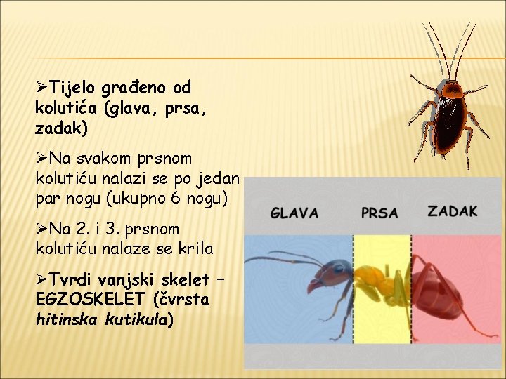 ØTijelo građeno od kolutića (glava, prsa, zadak) ØNa svakom prsnom kolutiću nalazi se po