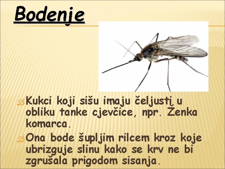 Bodenje Kukci koji sišu imaju čeljusti u obliku tanke cjevčice, npr. Ženka komarca. Ona