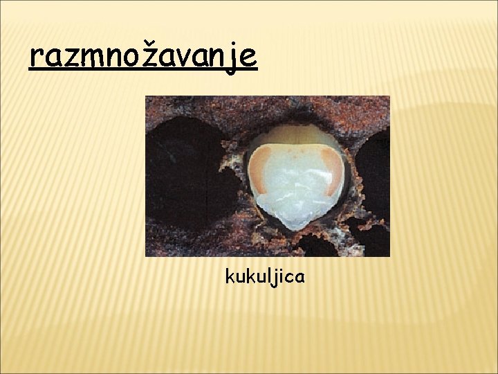 razmnožavanje kukuljica 