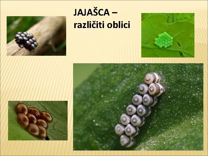 JAJAŠCA – različiti oblici 