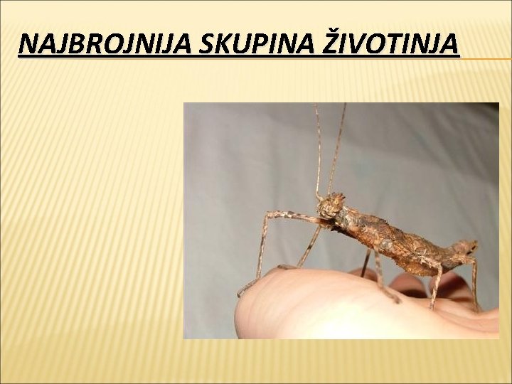 NAJBROJNIJA SKUPINA ŽIVOTINJA 