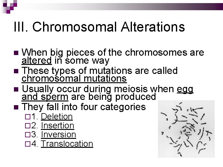 III. Chromosomal Alterations When big pieces of the chromosomes are altered in some way
