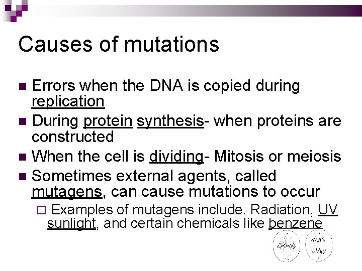 Causes of mutations Errors when the DNA is copied during replication During protein synthesis-