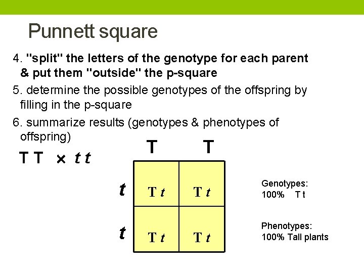 Punnett square 4. "split" the letters of the genotype for each parent & put