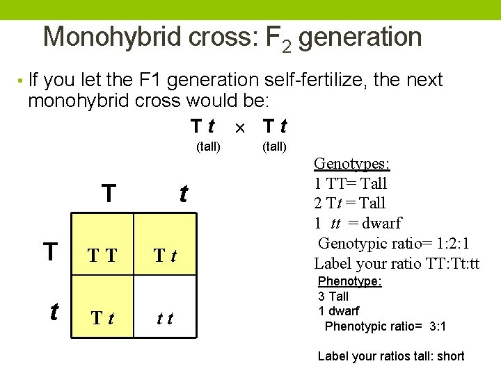 Monohybrid cross: F 2 generation • If you let the F 1 generation self-fertilize,