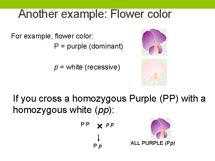 Another example: Flower color For example, flower color: P = purple (dominant) p =