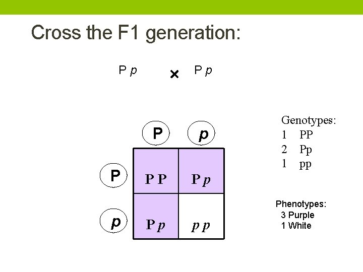 Cross the F 1 generation: Pp P p PP Pp Pp pp Genotypes: 1