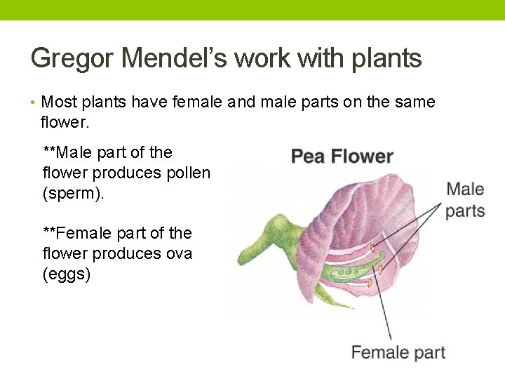 Gregor Mendel’s work with plants • Most plants have female and male parts on