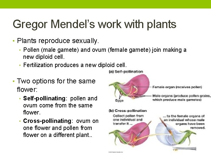 Gregor Mendel’s work with plants • Plants reproduce sexually. • Pollen (male gamete) and