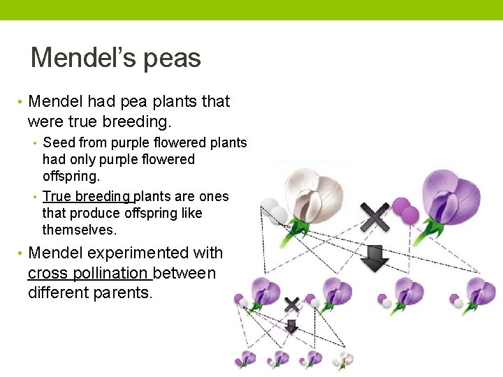 Mendel’s peas • Mendel had pea plants that were true breeding. • Seed from