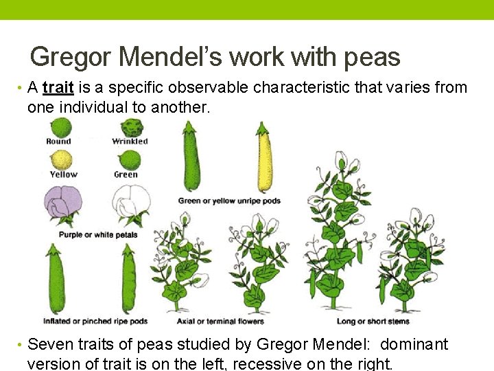 Gregor Mendel’s work with peas • A trait is a specific observable characteristic that